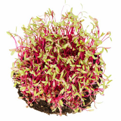 Beetroot Microgreens Organic Seeds | Easy Indoor Gardening | Grow Your Own Super Salad. Beetroot Microgreens Organic Seeds | Easy Indoor Gardening | Grow Your Own Super Salad.