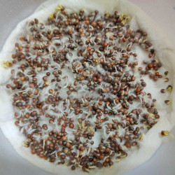 Cabbage Microgreen Seeds | Super Salad Greens | Easy to Grow Indoors