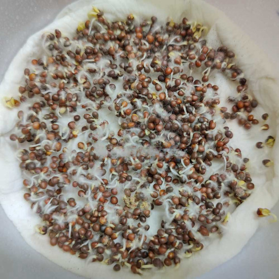 Cabbage Microgreen Seeds | Super Salad Greens | Easy to Grow Indoors Cabbage Microgreen Seeds | Super Salad Greens | Easy to Grow Indoors