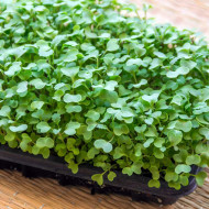 Cabbage Microgreen Seeds | Super Salad Greens | Easy to Grow Indoors