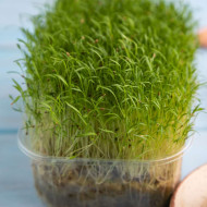 Carrot Microgreens Organic Seeds | Non GMO Seeds Easy to Grow Indoors | Grow Your Own Super Salad.