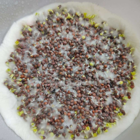 Cauliflower Microgreen Seeds | Easy to Grow Indoor Your Own Super Salad. Cauliflower Microgreen Seeds | Easy to Grow Indoor Your Own Super Salad.