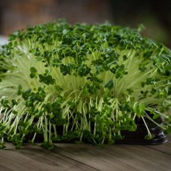 Cauliflower Microgreen Seeds | Easy to Grow Indoor Your Own Super Salad. Cauliflower Microgreen Seeds | Easy to Grow Indoor Your Own Super Salad.
