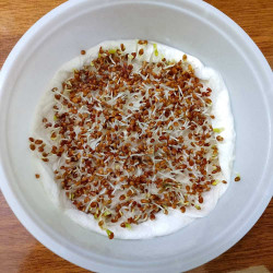 Clover Microgreen Seeds | Super Salad Greens | Easy to Grow Indoors