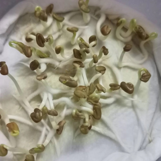 Fenugreek Microgreen Seeds | Easy to Grow Indoor Super Salad Greens Fenugreek Microgreen Seeds | Easy to Grow Indoor Super Salad Greens