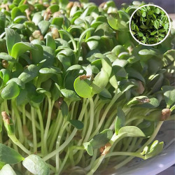 Fenugreek Microgreen Seeds | Easy to Grow Indoor Super Salad Greens Fenugreek Microgreen Seeds | Easy to Grow Indoor Super Salad Greens