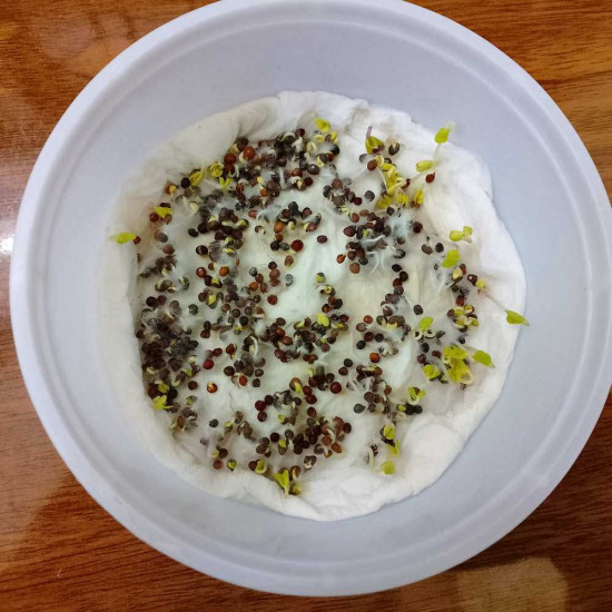 Kale Green Microgreens Seeds | Easy to Grow Indoor Your Super Salad Kale Green Microgreens Seeds | Easy to Grow Indoor Your Super Salad