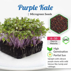 Kale Purple Microgreen Seeds  | Non GMO Seeds with Growing Instruction | Grow Your Own Super Salad. Kale Purple Microgreen Seeds  | Non GMO Seeds with Growing Instruction | Grow Your Own Super Salad.