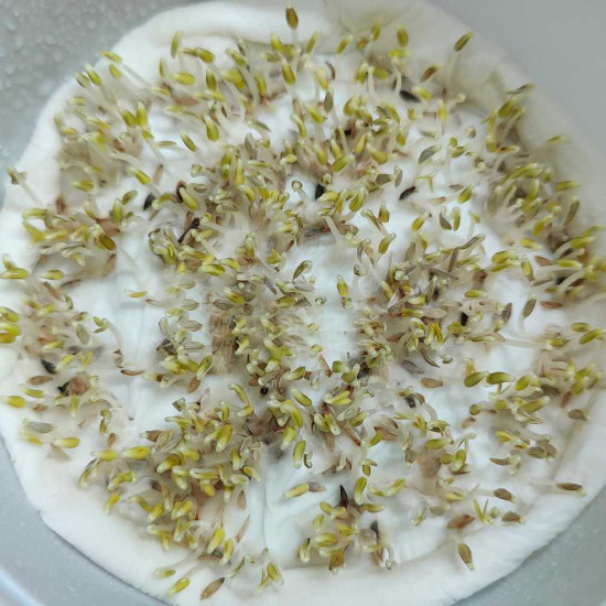 Lettuce Microgreens Organic Seeds | Easy to Grow Indoors | Super Salad Greens Lettuce Microgreens Organic Seeds | Easy to Grow Indoors | Super Salad Greens