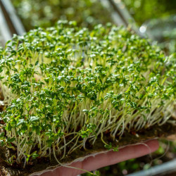 Lettuce Microgreens Organic Seeds | Easy to Grow Indoors | Super Salad Greens Lettuce Microgreens Organic Seeds | Easy to Grow Indoors | Super Salad Greens
