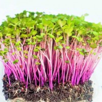 Microgreen