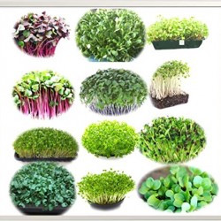 Microgreen seeds 12 Varieties | Non GMO Seeds with Growing Instruction| Grow Your Own Super Salad.
