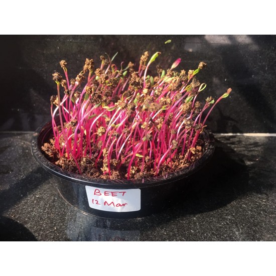 Microgreen seeds 12 Varieties | Non GMO Seeds with Growing Instruction| Grow Your Own Super Salad. Microgreen seeds 12 Varieties | Non GMO Seeds with Growing Instruction| Grow Your Own Super Salad.