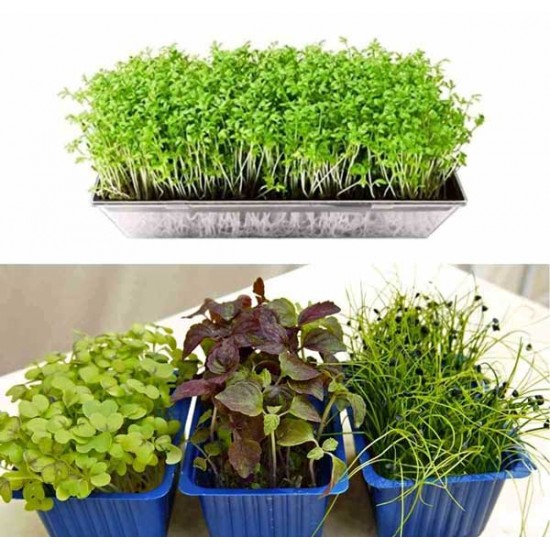 Microgreen seeds 12 Varieties | Non GMO Seeds with Growing Instruction| Grow Your Own Super Salad. Microgreen seeds 12 Varieties | Non GMO Seeds with Growing Instruction| Grow Your Own Super Salad.