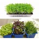 Microgreen seeds 12 Varieties | Non GMO Seeds with Growing Instruction| Grow Your Own Super Salad.