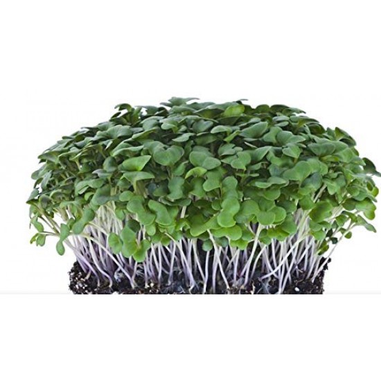Microgreen seeds 12 Varieties | Non GMO Seeds with Growing Instruction| Grow Your Own Super Salad. Microgreen seeds 12 Varieties | Non GMO Seeds with Growing Instruction| Grow Your Own Super Salad.