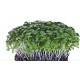 Microgreen seeds 12 Varieties | Non GMO Seeds with Growing Instruction| Grow Your Own Super Salad.