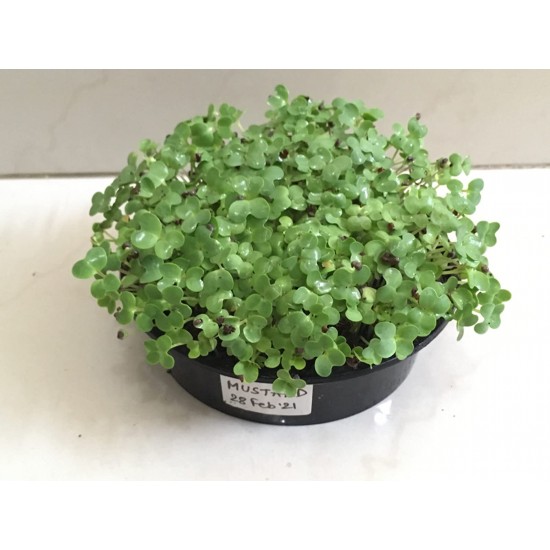 Microgreen seeds 12 Varieties | Non GMO Seeds with Growing Instruction| Grow Your Own Super Salad. Microgreen seeds 12 Varieties | Non GMO Seeds with Growing Instruction| Grow Your Own Super Salad.