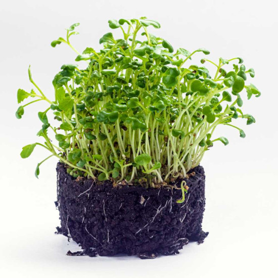 Mustard Microgreens Organic Seeds | Grow Your Own Super Salad. Mustard Microgreens Organic Seeds | Grow Your Own Super Salad.
