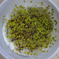 Mustard Microgreens Organic Seeds | Grow Your Own Super Salad.