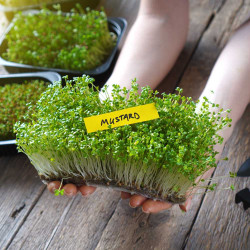 Mustard Microgreens Organic Seeds | Grow Your Own Super Salad. Mustard Microgreens Organic Seeds | Grow Your Own Super Salad.