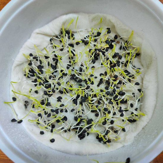 Onion Microgreens Organic Seeds | Grow Your Own Super Salad | Non GMO Onion Seeds with Growing Instruction. Onion Microgreens Organic Seeds | Grow Your Own Super Salad | Non GMO Onion Seeds with Growing Instruction.
