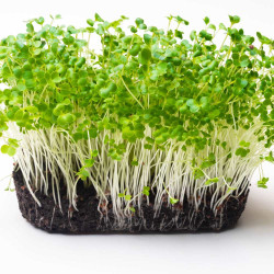 Pak Choi Microgreens Seeds | Super Salad Greens | Easy to Grow Indoors Pak Choi Microgreens Seeds | Super Salad Greens | Easy to Grow Indoors