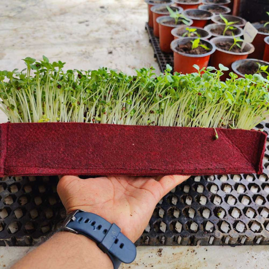 Radish Microgreens Seeds - (Mooli/मूली के बीज) | Fast-Growing | Get Fresh & Healthy Sprouts Radish Microgreens Seeds - (Mooli/मूली के बीज) | Fast-Growing | Get Fresh & Healthy Sprouts