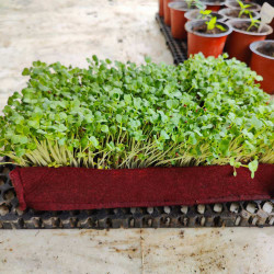 Radish Microgreens Seeds - (Mooli/मूली के बीज) | Fast-Growing | Get Fresh & Healthy Sprouts Radish Microgreens Seeds - (Mooli/मूली के बीज) | Fast-Growing | Get Fresh & Healthy Sprouts