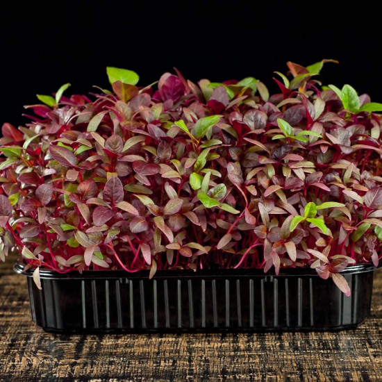 Red Amaranth Microgreens Seeds | Easy to Grow at Home | Grow Your Own Super Salad. Red Amaranth Microgreens Seeds | Easy to Grow at Home | Grow Your Own Super Salad.