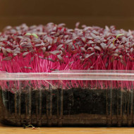 Red Amaranth Microgreens Seeds | Easy to Grow at Home | Grow Your Own Super Salad.