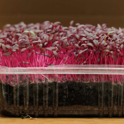 Red Amaranth Microgreens Seeds | Easy to Grow at Home | Grow Your Own Super Salad. Red Amaranth Microgreens Seeds | Easy to Grow at Home | Grow Your Own Super Salad.