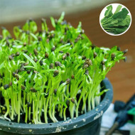 Spinach Organic Microgreen Seeds | Nutrient-Rich | Easy-to-Grow Superfood.