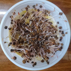 Spinach Organic Microgreen Seeds | Nutrient-Rich | Easy-to-Grow Superfood.