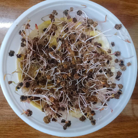 Spinach Organic Microgreen Seeds | Nutrient-Rich | Easy-to-Grow Superfood. Spinach Organic Microgreen Seeds | Nutrient-Rich | Easy-to-Grow Superfood.