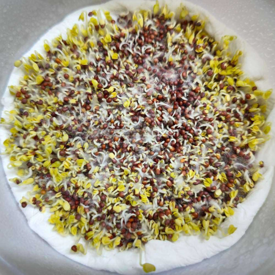 Turnip Microgreen Seeds | Easy to Grow Indoor Your Own Super Salad. Turnip Microgreen Seeds | Easy to Grow Indoor Your Own Super Salad.