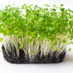 Turnip Microgreen Seeds | Easy to Grow Indoor Your Own Super Salad. Turnip Microgreen Seeds | Easy to Grow Indoor Your Own Super Salad.