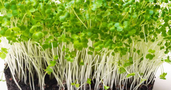 Micro Turnips Turnip Microgreen Seeds | Easy to Grow Indoor Your Own Super Salad