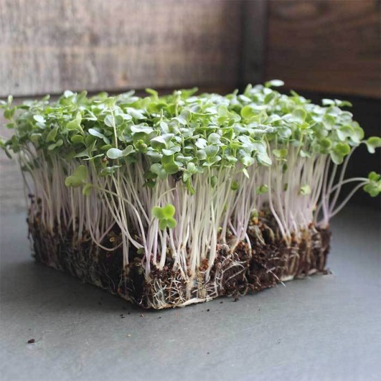 Broccoli - Microgreens Seeds | Non GMO Seeds with Growing Instruction | Grow Your Own Super Salad.
