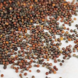 Broccoli - Microgreens Seeds | Non GMO Seeds with Growing Instruction | Grow Your Own Super Salad.