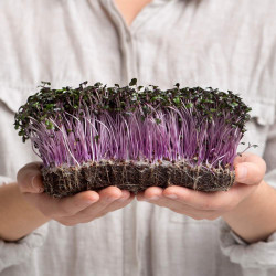 Knol Khol Purple Microgreen Seeds | Easy to Grow Indoor Super Salad Greens. Knol Khol Purple Microgreen Seeds | Easy to Grow Indoor Super Salad Greens.
