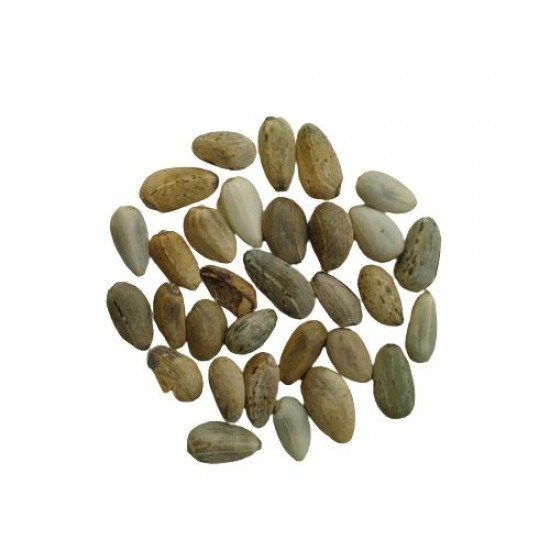 Artichoke Green Globe Seeds | Exotic Vegetable Seeds Artichoke Green Globe Seeds | Exotic Vegetable Seeds