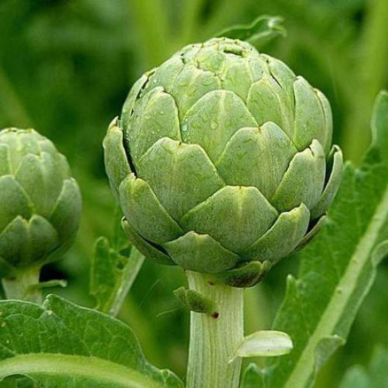 Artichoke Green Globe Seeds | Exotic Vegetable Seeds