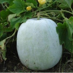 Ash Guard Mithai Petha Vegetable Seeds Ash Guard Mithai Petha Vegetable Seeds