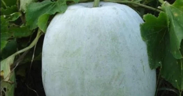 Buy Ash Guard Vegetable Seeds | Hobbyplus.in | Free Shipping
