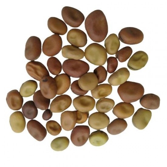 Bakla Fali Fava Beans Broad Beans Desi Vegetable Seeds Bakla Fali Fava Beans Broad Beans Desi Vegetable Seeds