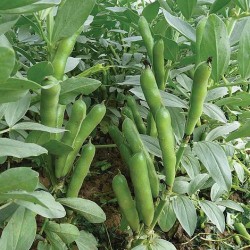 Bakla Fali Fava Beans Broad Beans Desi Vegetable Seeds Bakla Fali Fava Beans Broad Beans Desi Vegetable Seeds