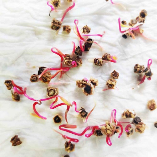 Buy Best Quality Beetroot (Chukandar) Seeds Online in India | चुकंदर के बीज Buy Best Quality Beetroot (Chukandar) Seeds Online in India | चुकंदर के बीज