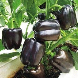Bell Pepper Purple Black Seeds | Vegetable Seeds Bell Pepper Purple Black Seeds | Vegetable Seeds