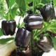 Bell Pepper Purple Black Seeds | Vegetable Seeds